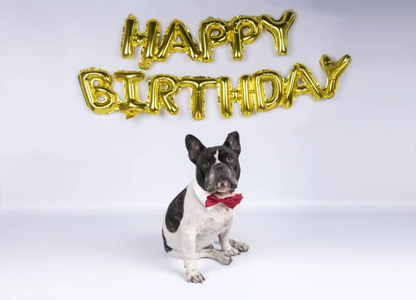 Jeune Bouledogue Francais Avec Nœud Papillon Rouge Celebrant Son Anniversaire Avec Des Ballons Joyeux Anniversaire Arc Debout Stock Photo