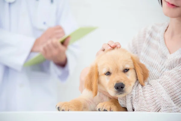 Smutno Trochę Złoty Pies Myśliwski Leżącego Stole Właścicielem Czekając Lekarza — Zdjęcie stockowe