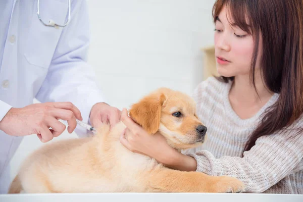 Hands Veterinarian Giving Injection Little Golden Retriever — Stock Photo, Image