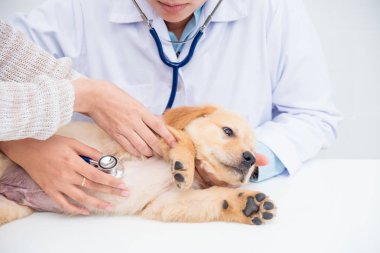 Köpek stetoskop Veteriner Kliniği tarafından kontrol veteriner eller closeup çekim