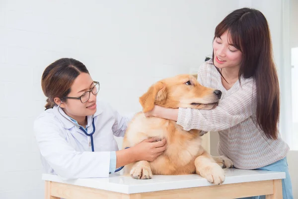 Veterinarian Checking Little Golden Retriever Stethoscope Vet Clinic — Stock Photo, Image