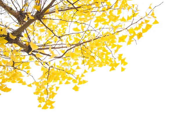 Ginkgo Zweig Mit Gelben Blättern Auf Weißem Hintergrund — Stockfoto