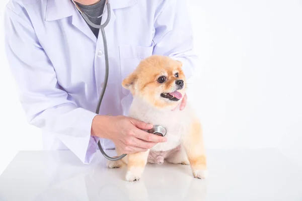 Veterinarian hands checking pomeranian dog by stethoscope — Stock Photo, Image