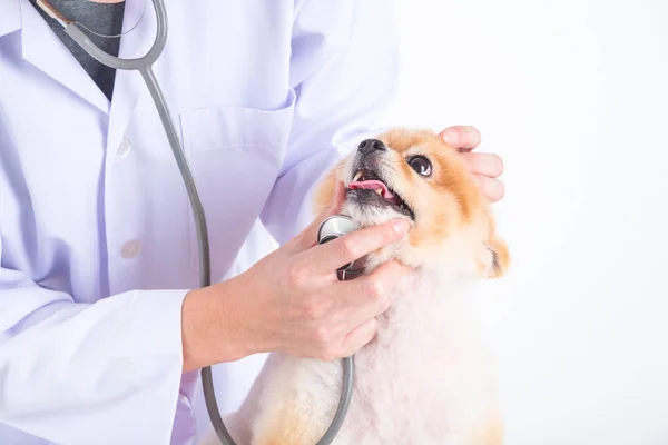 Tierarzt überprüft pommersche Hundezähne — Stockfoto