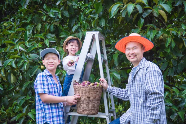 Gelukkige Thaise boer familie plukken magoesteen fruit in hun tuin. — Stockfoto