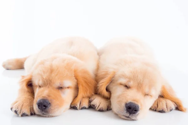 Two little golden retriever dogs sleeping on the floor — Stock Photo, Image