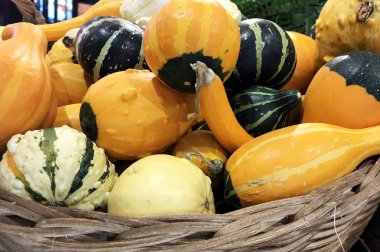Cadılar bayramı için kabak ve balkabağı, sonbahar hasadı