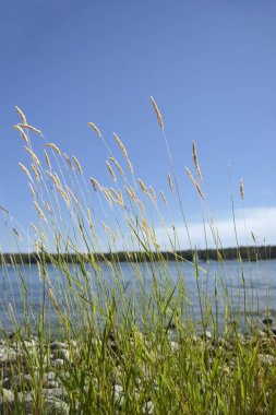 Çim ve mavi gökyüzü odaklı Sunny beach