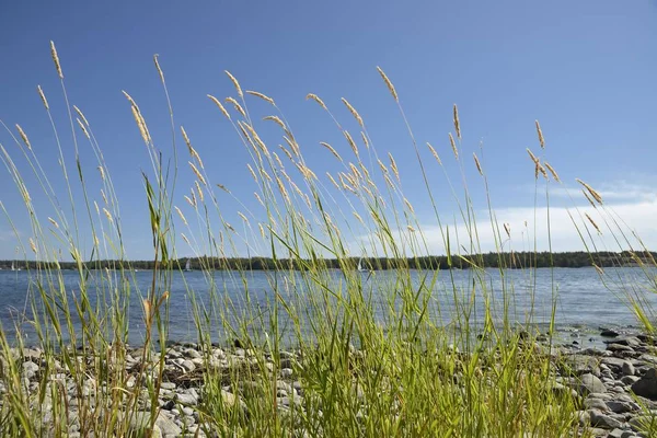 Sunny Beach Focus Grass Blue Sky — Stock Photo, Image