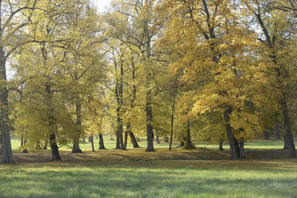 Jesień Podwórku Ogród Tle Natura Kolorowych Drzew Słoneczny Dzień — Zdjęcie stockowe