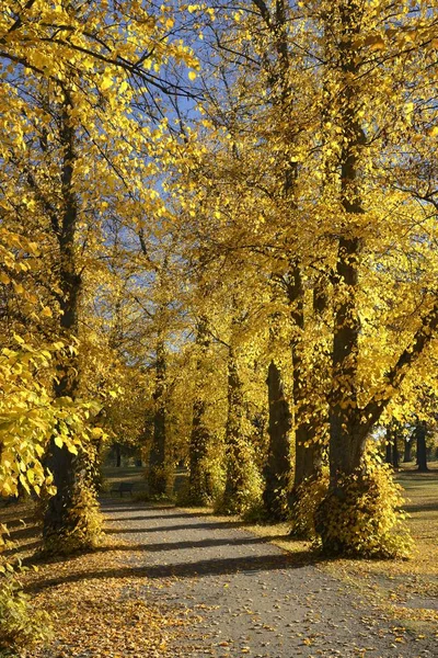 Autunno Cortile Giardino Sfondo Naturale Con Alberi Colorati Nella Giornata — Foto Stock