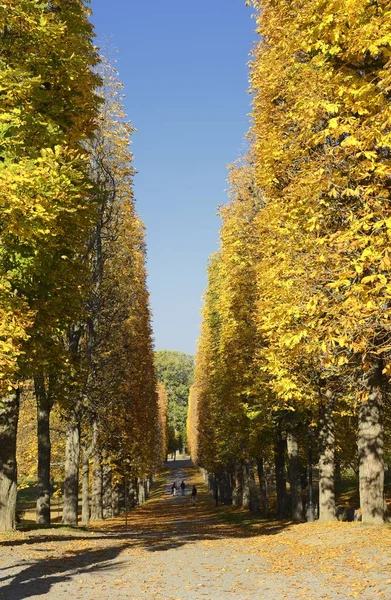 Herfst Bij Achtertuin Tuin Natuur Achtergrond Met Kleurrijke Bomen Zonnige — Stockfoto