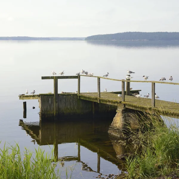 Gaviotas Descansando Muelle Suecia Verano —  Fotos de Stock