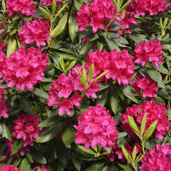 Blooming Hybrid Azalia Rhododendron Hybridum Selection Greenhouse — Stock Photo, Image