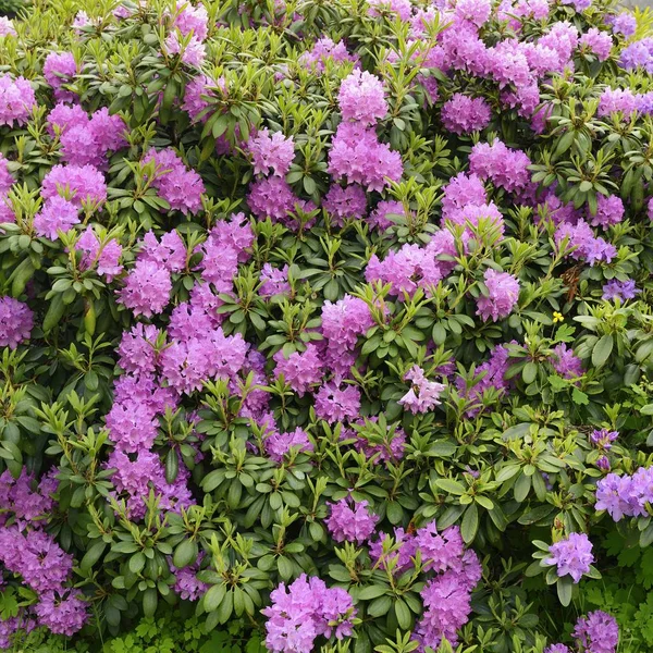 Blooming Hybrid Azalia Rhododendron Hybridum Selection Greenhouse — Stock Photo, Image