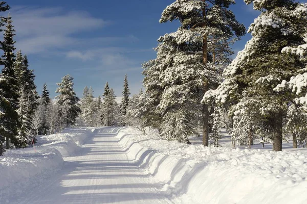 Floresta Abeto Nevado Fundo Branco — Fotografia de Stock