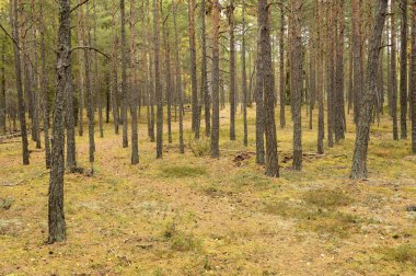Beautiful woods forest in Eker - Sweden.