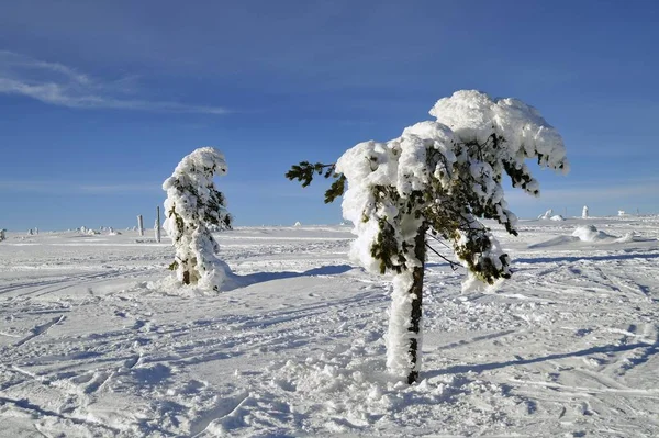 Gran Träd Täckta Snö Svenskt Berg — Stockfoto