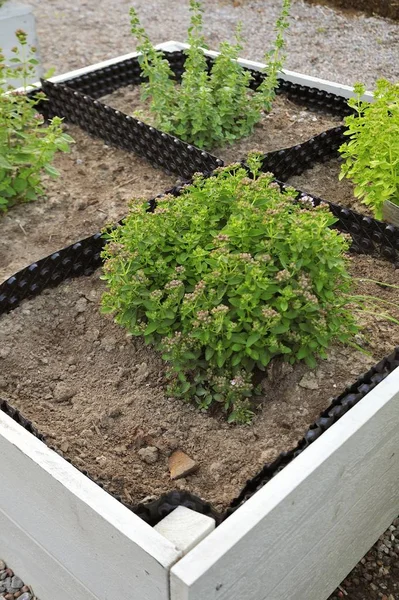 Ahşap sebze Bahçe kutuları 