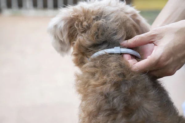 Frau Trägt Halsband Für Hund Tötet Und Wehrt Zecken Und Stockbild