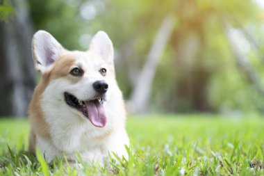 Corgi köpek gülümseme ve mutlu yaz güneşli günde çimenlerin üzerinde