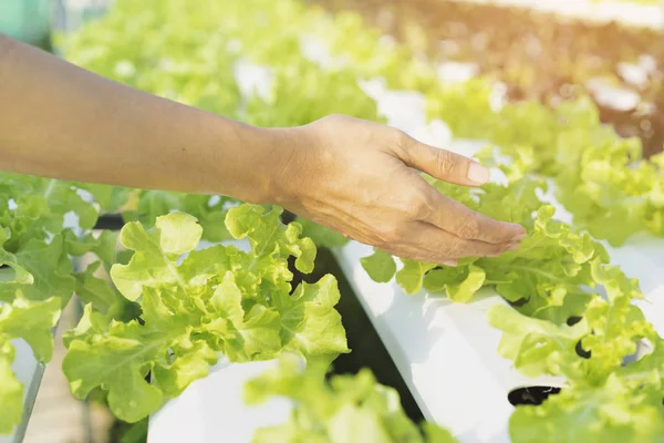 水耕栽培野菜工場 健康食品のコンセプトを持っている手を閉じる — ストック写真