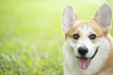 Yazın güneşli bir günde çimlerin üzerinde Corgi köpeği