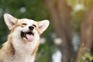 Corgi köpek gülüşü ve güneşli yaz gününde mutlu.