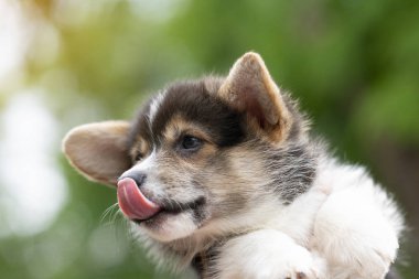 Corgi köpek yavrusu köpek yaz güneşli gün, yakın çekim