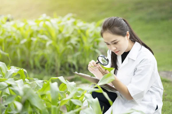 Biotechnology woman engineer examining plant leaf by magnifying glass for disease, research for science concept