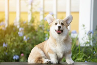 Yazın güneşli bir günde çimlerin üzerinde Corgi köpeği