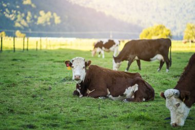 İnekler bir çiftlik, tarım ve çiftlik kavramı, Yeni Zelanda