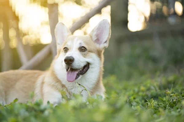 Corgi Hond Het Gras Zomer Zonnige Dag — Stockfoto