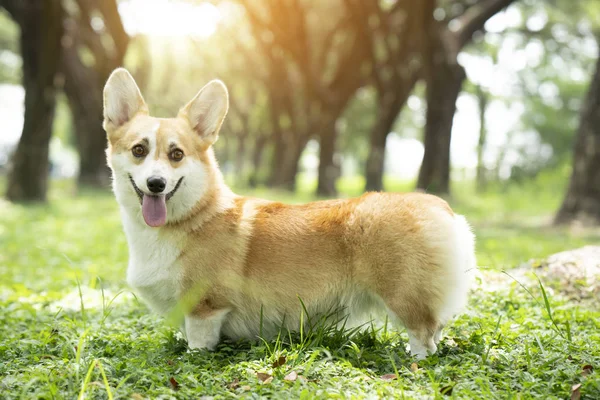 Corgi Pes Trávě Létě Slunečný Den — Stock fotografie