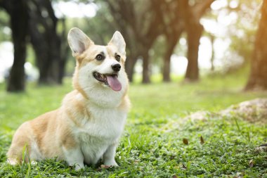 Yazın güneşli bir günde çimlerin üzerinde Corgi köpeği