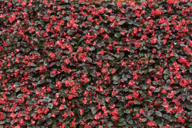 Kentsel bir veranda, dikey Bahçe