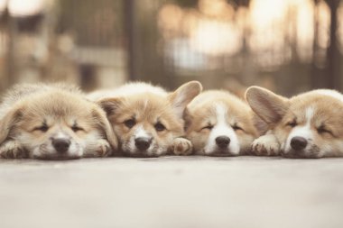 Güneşli yaz günlerinde uzanan, dinlenen ve uyuyan dört sevimli Corgi köpek yavrusu.. 