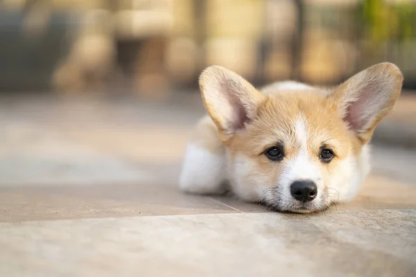 夏の晴れた日に床の上に誰かを寝そべったり待っている退屈したコーギー犬 — ストック写真