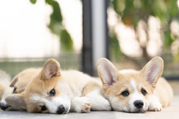 Primer Plano Adorables Lindos Cachorros Perro Corgi Mintiendo Relajándose Durmiendo —  Fotos de Stock