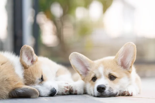 Primer plano de grupo encantador, lindo perro corgi cachorros mintiendo, relajante —  Fotos de Stock