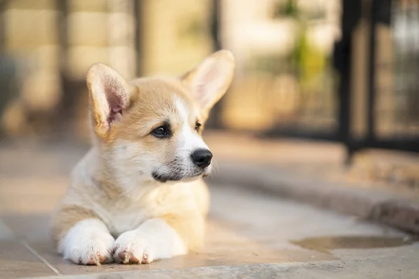 Corgi baby dog wait for someone in summer sunny day — Stock Photo, Image