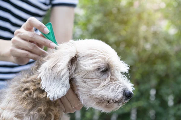 Preventie van de teek en vlo voor een hond — Stockfoto