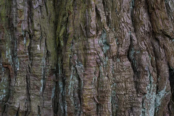 Közelről régi száraz fa kéreg textúra és a háttér — Stock Fotó