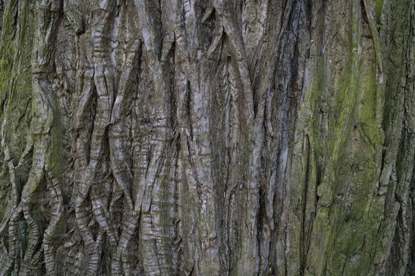 干树皮纹理背景 — 图库照片