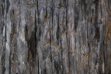 Kuru ağaç kabuğu doku ve arka plan