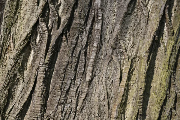 Ξηρή υφή φλοιού δέντρων και φόντο, κοντινό — Φωτογραφία Αρχείου