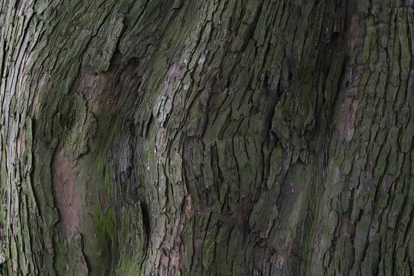 Textura y fondo de corteza de árbol seco —  Fotos de Stock