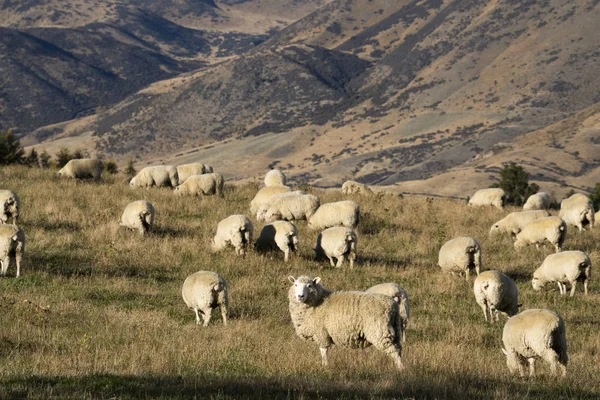 Yeni Zelanda 'da koyun