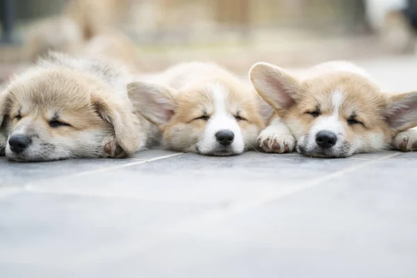 Close-up van drie groep mooie, schattige Corgi Dog puppies liggend, rel — Stockfoto