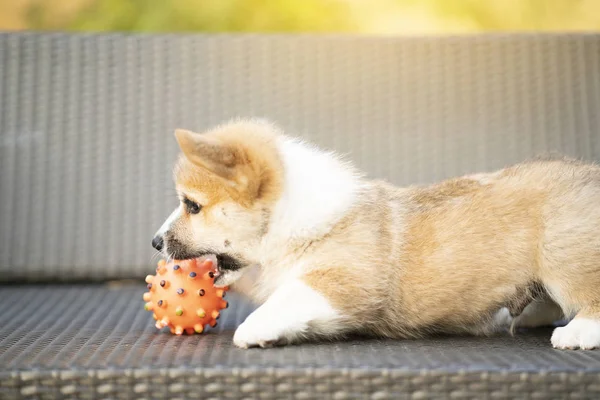 Κουτάβι κόργκι σκύλος παίζει με μπάλα το καλοκαίρι ηλιόλουστη μέρα — Φωτογραφία Αρχείου